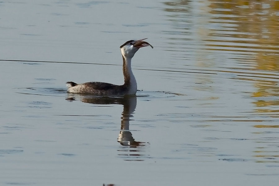 Svasso pescatore(serie)